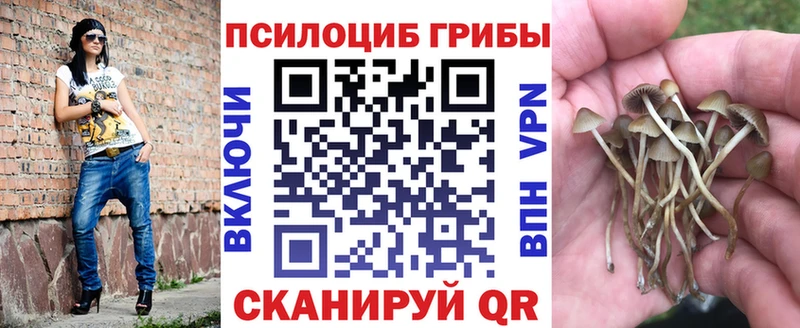 как найти   Краснозаводск  Галлюциногенные грибы Cubensis 